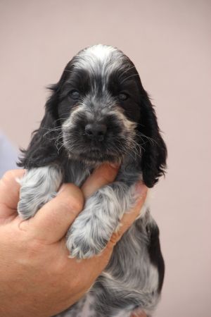 Chiot Cocker Spaniel Anglais Du domaine des clayeux
