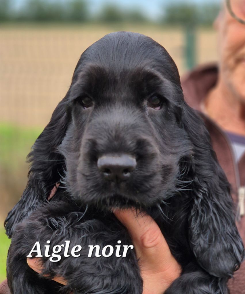 Du domaine des clayeux - Cocker Spaniel Anglais - Portée née le 22/07/2025