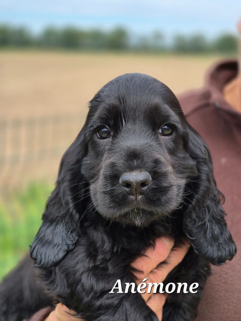 Du domaine des clayeux - Chiots disponibles - Cocker Spaniel Anglais
