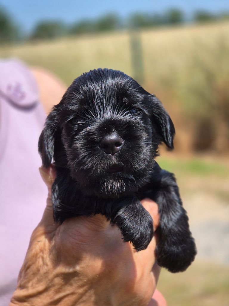 Du domaine des clayeux - Chiots disponibles - Cocker Spaniel Anglais