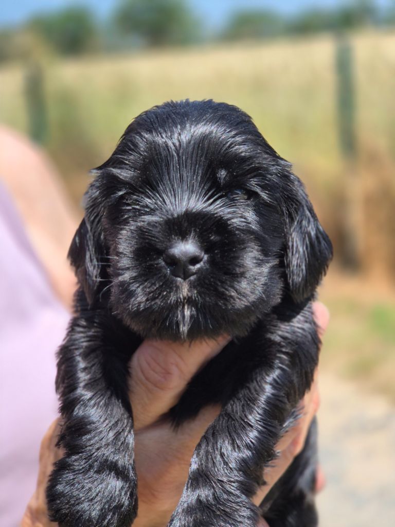 Du domaine des clayeux - Chiots disponibles - Cocker Spaniel Anglais
