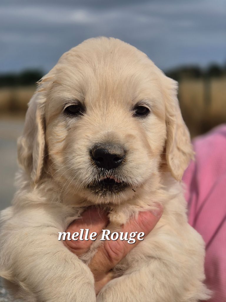 Du domaine des clayeux - Chiots disponibles - Golden Retriever