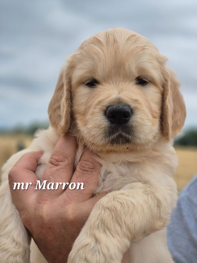 Du domaine des clayeux - Chiots disponibles - Golden Retriever