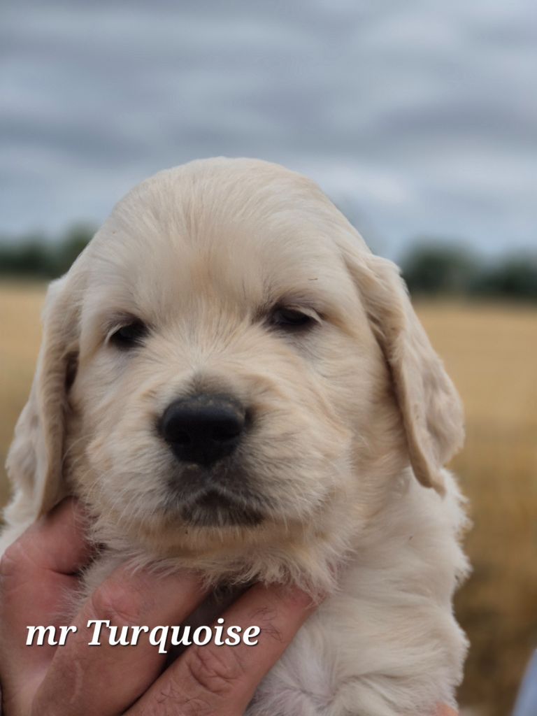 Du domaine des clayeux - Chiots disponibles - Golden Retriever